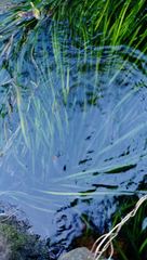 Vallisneria australis