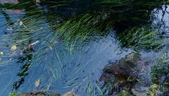 Vallisneria australis
