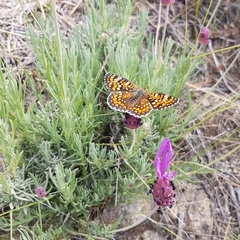 Melitaea pseudornata