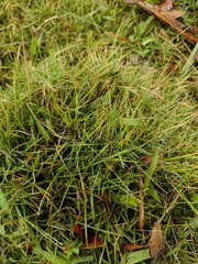 Zoysia pacifica