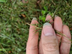 Zoysia pacifica