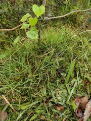 Zoysia pacifica