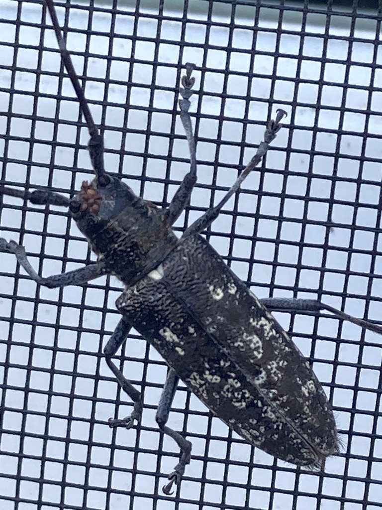 Whitespotted Sawyer Beetle from Andover, MN 55304, USA on June 05
