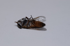 Tabanus mularis