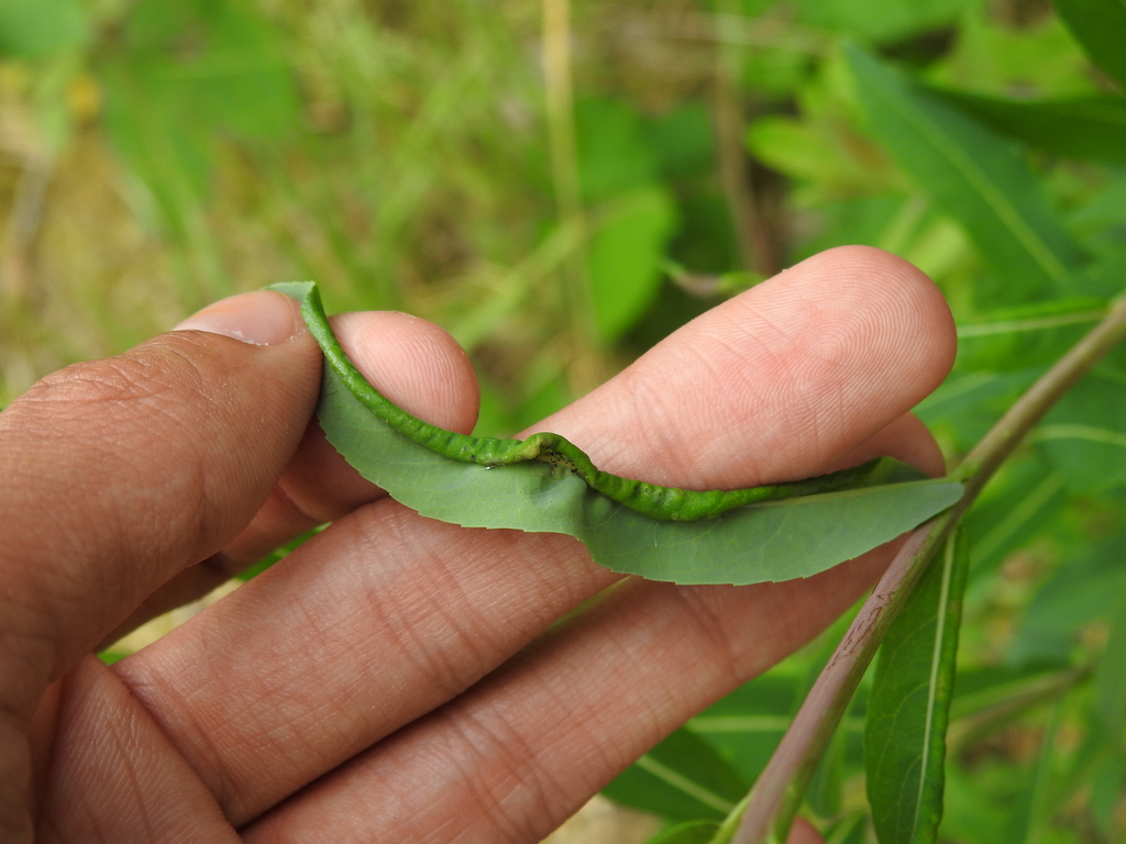 Euura purpureae