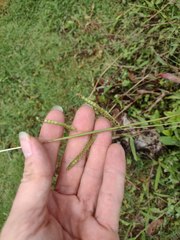 Paspalum fimbriatum