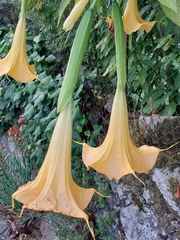 Brugmansia aurea