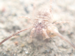 Lacinius horridus