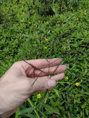 Paspalum paniculatum