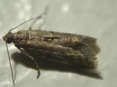 Ephestia elutella