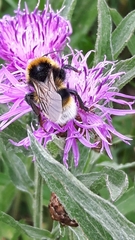 Bombus vestalis