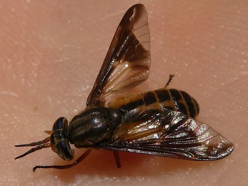 Chrysops indus photo 4