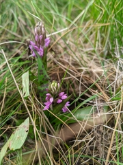 Dactylorhiza