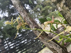 Brassia maculata