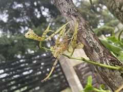 Brassia maculata