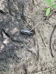 Plectrodera scalator