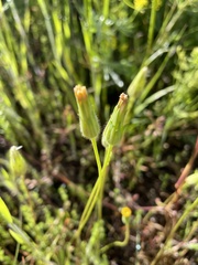Agoseris heterophylla