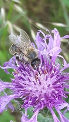 Apis mellifera