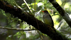 Catharus mexicanus