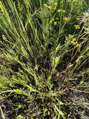 Agoseris heterophylla