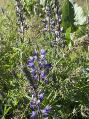 Lupinus sericeus