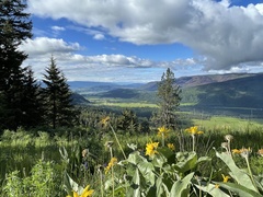 Balsamorhiza sagittata