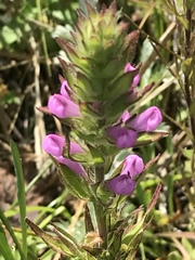 Orthocarpus bracteosus