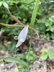 Cleistesiopsis bifaria
