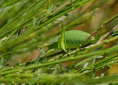 Isophya pyrenaea