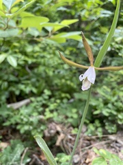 Cleistesiopsis bifaria