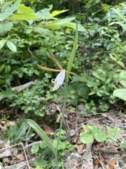 Cleistesiopsis bifaria