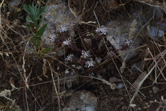 Sedum hispanicum