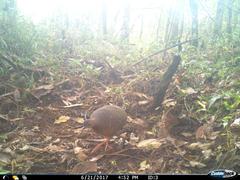 Crypturellus cinnamomeus