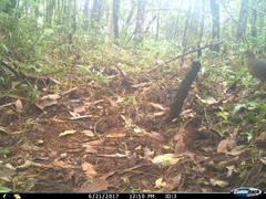 Crypturellus cinnamomeus