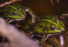 Pelophylax