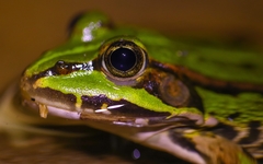 Pelophylax