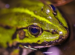 Pelophylax