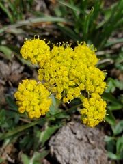 Lomatium cous