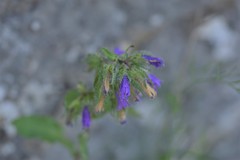 Campanula sibirica