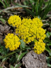 Lomatium cous