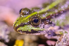 Pelophylax