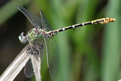 Erpetogomphus heterodon