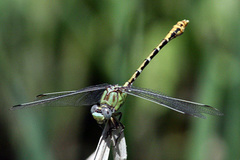 Erpetogomphus heterodon
