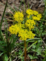 Lomatium cous