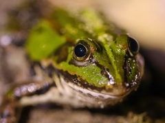 Pelophylax