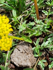 Lomatium cous