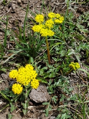 Lomatium cous