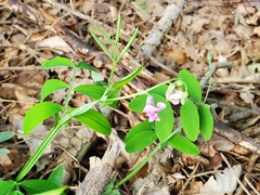 Lathyrus linifolius