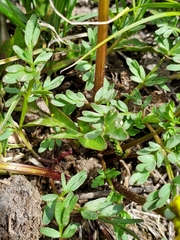 Lomatium cous