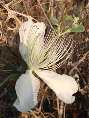 Capparis sicula